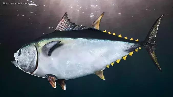 Bluefin Tuna Rigged 3D model 4