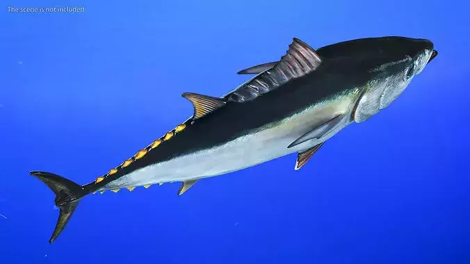 Bluefin Tuna Rigged 3D model 5