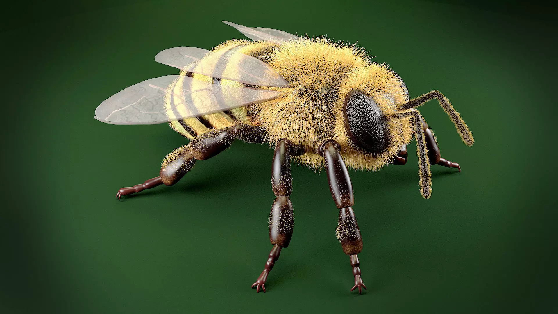 Bee 3DSMax Low-poly 3D model