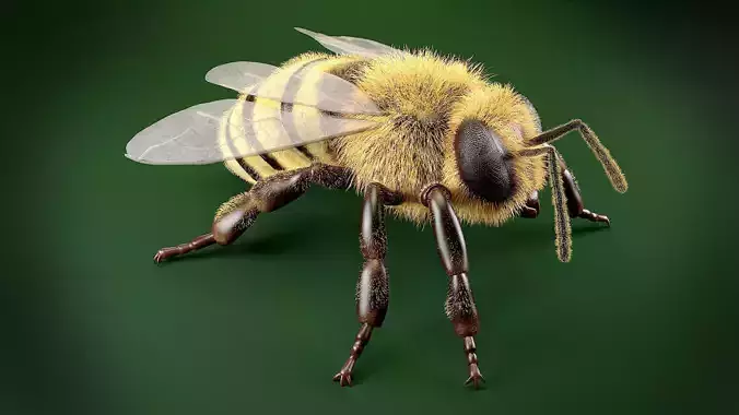 Bee 3DSMax