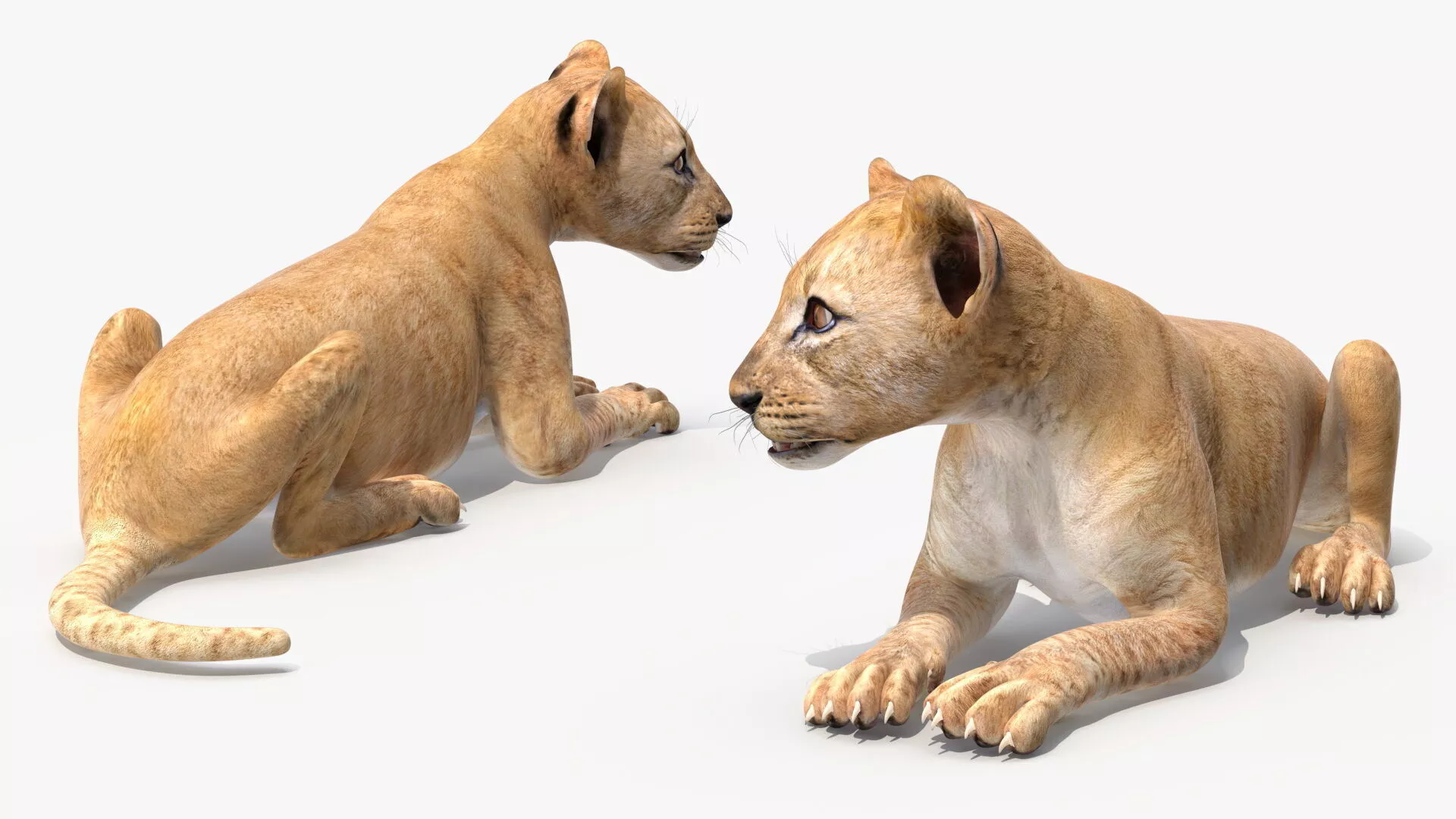 Lion Cub Lying Down for 3D Print 3D print model