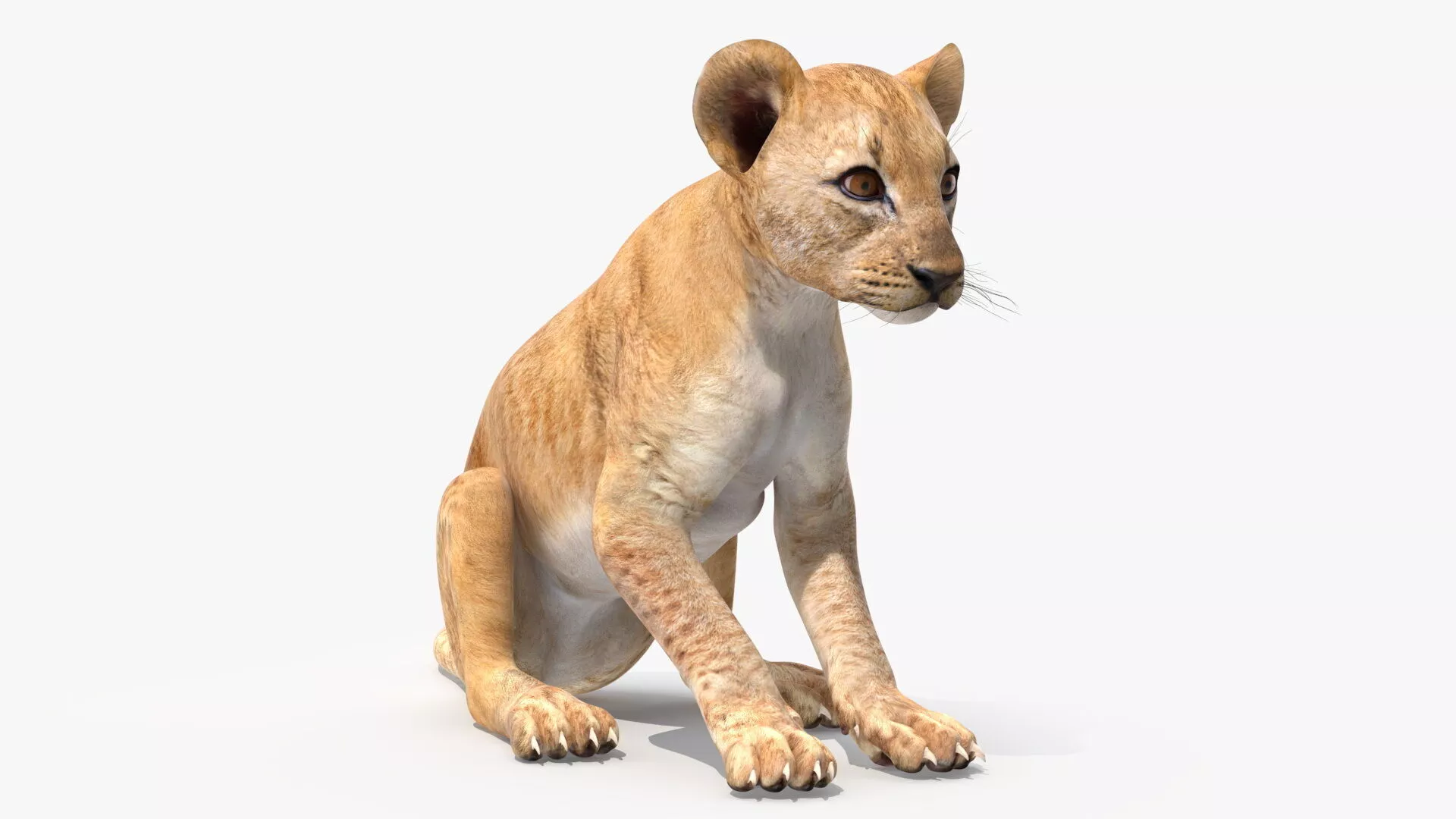Lion Cub Sitting for 3D Print 3D print model