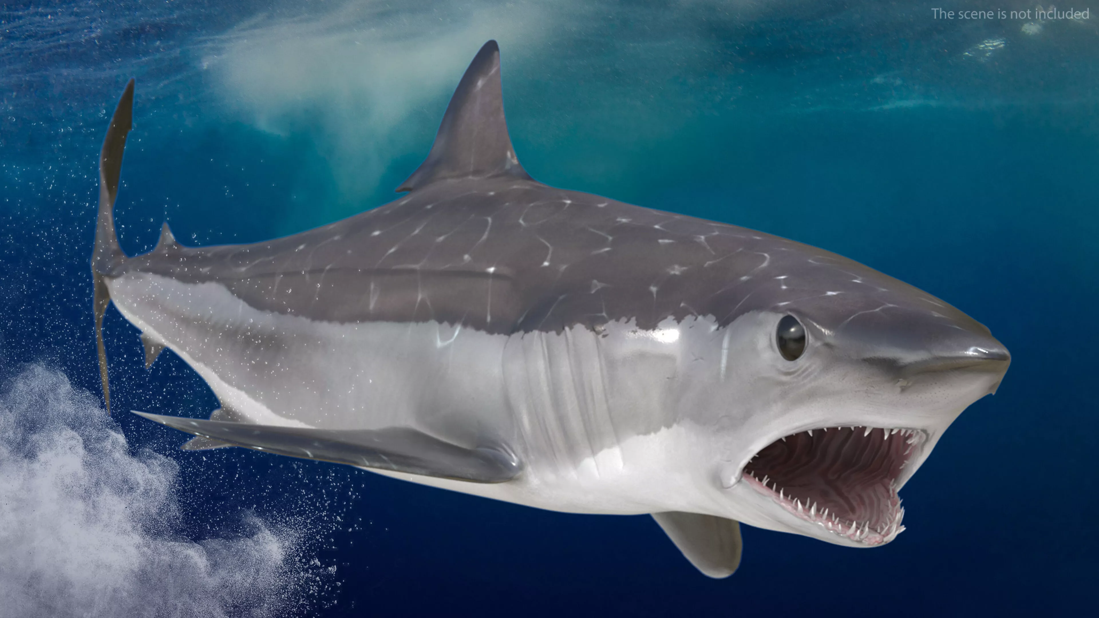 Realistic Shortfin Mako Shark Rigged for Cinema 4D 3D model