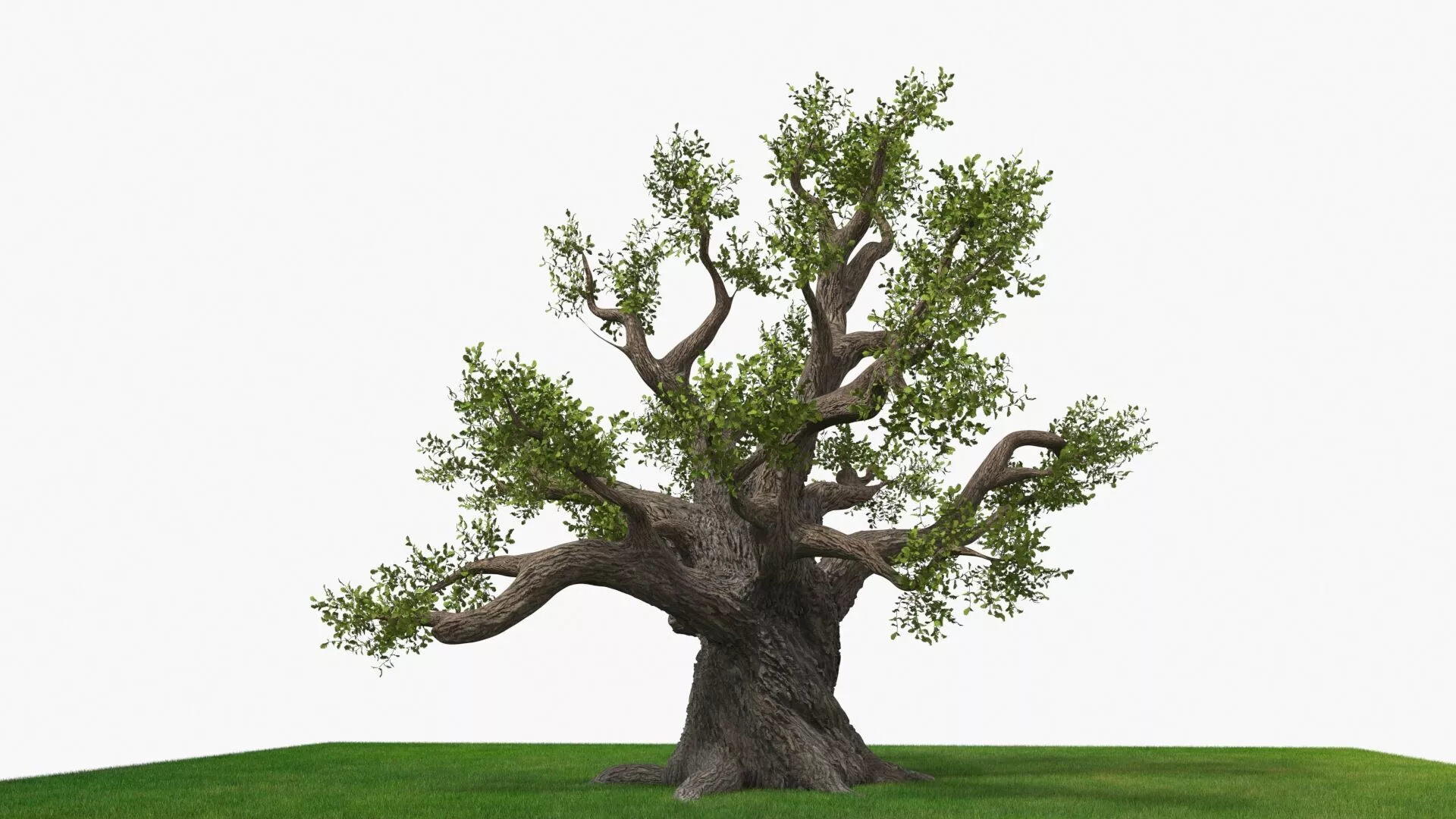 Ancient Twisted Oak Tree on Grass Fur 3D model