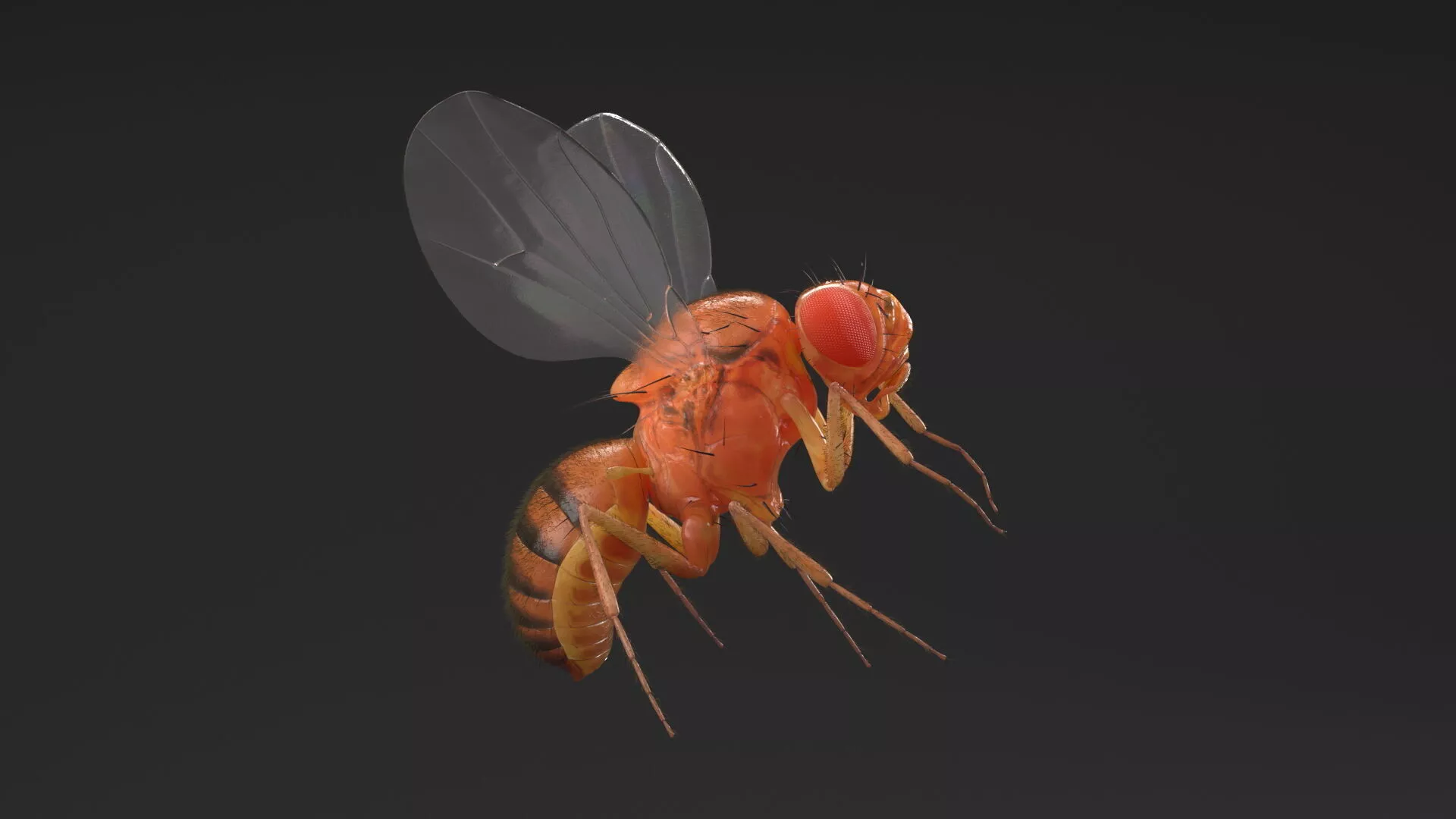 Drosophila Melanogaster In Flight Fur 3D model