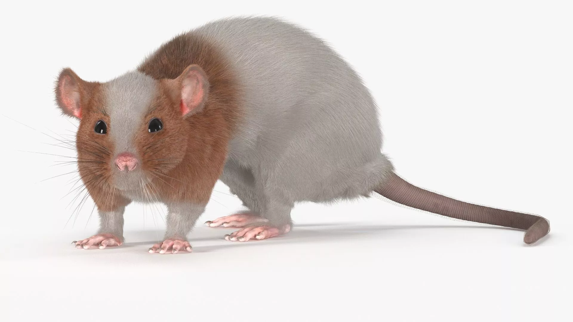 Dumbo Rat Fur 3D model