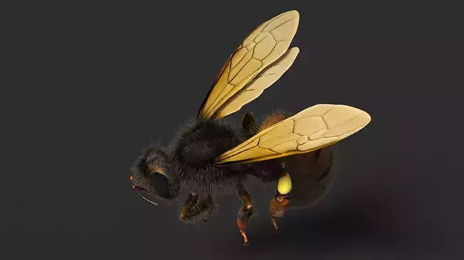 Honeybee Fur 3D model 6
