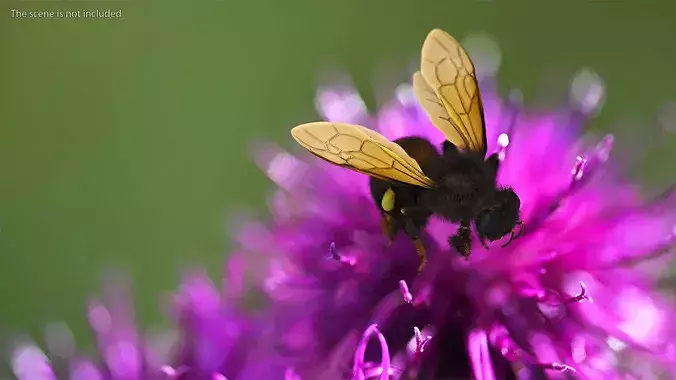 Honeybee Fur 3D model 4