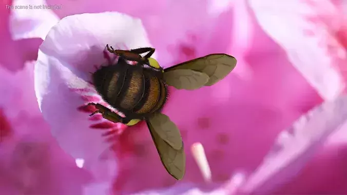 Honeybee Fur 3D model 5