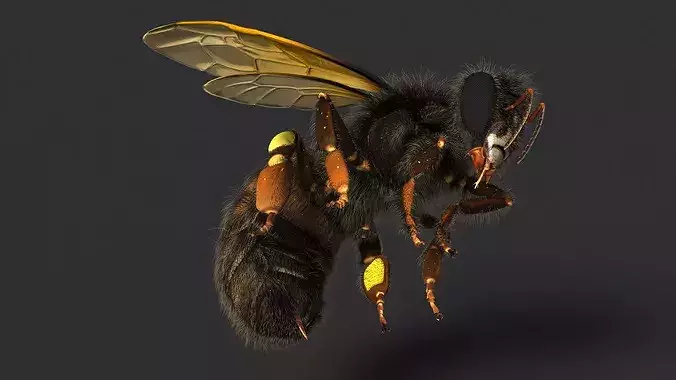 Honeybee Fur 3D model 7
