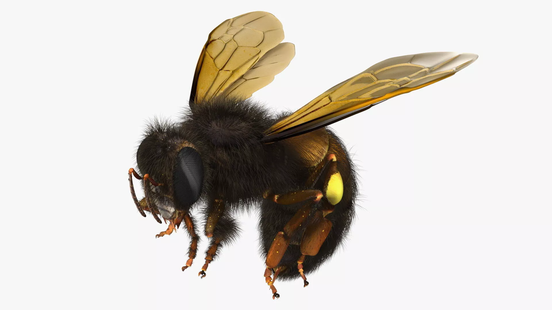 Honeybee Fur 3D model