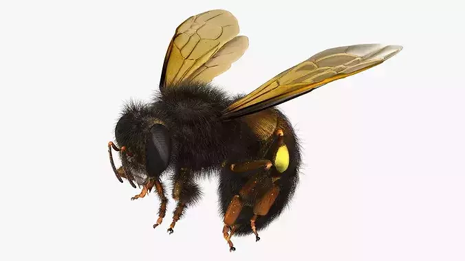Honeybee Fur 3D model