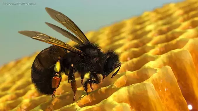 Honeybee Fur 3D model 3