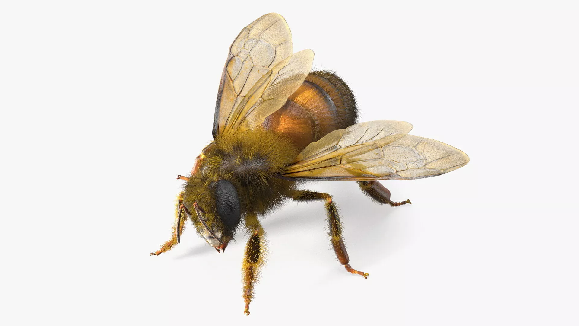 Honey Bee Fur 3D model
