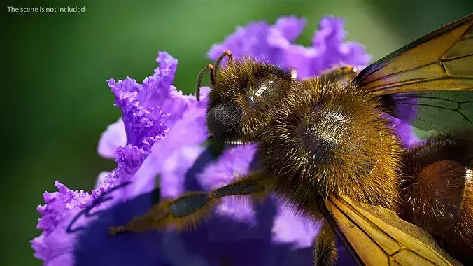 Realistic HoneyBee Fur 3D model 5