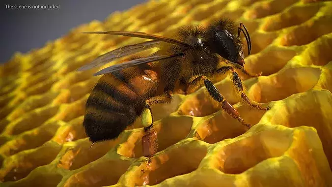 Realistic HoneyBee Fur 3D model 2