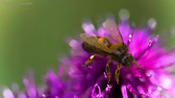 Realistic HoneyBee Fur 3D model 3