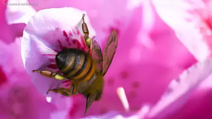 Realistic HoneyBee Fur 3D model 4