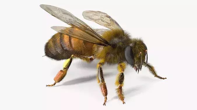 Realistic HoneyBee Fur 3D model