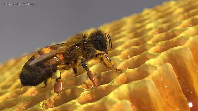 Apini Honey Bee Fur 3D model 4