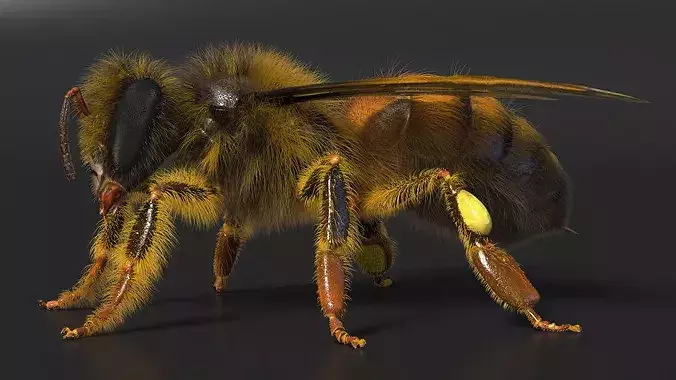 Apini Honey Bee Fur 3D model 7