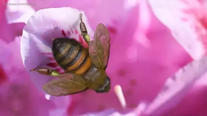 Apini Honey Bee Fur 3D model 5