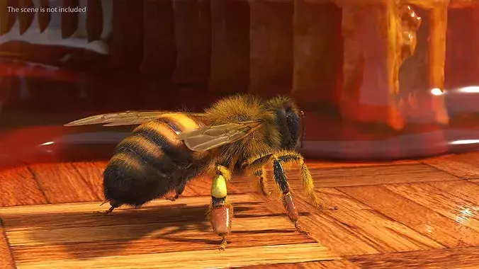 Apini Honey Bee Fur 3D model 2