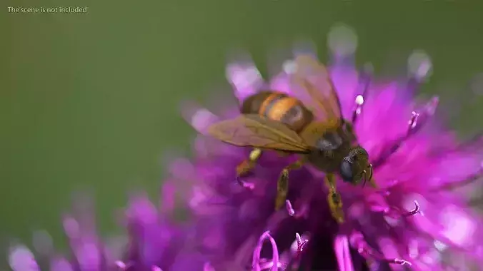 Apini Honey Bee Fur 3D model 3