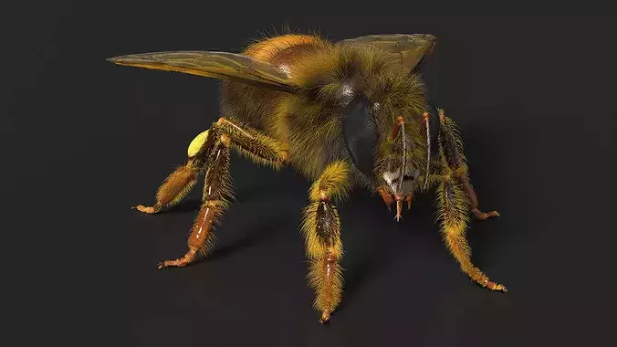 Apini Honey Bee Fur 3D model 6
