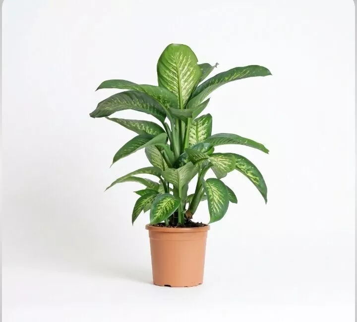 plants 3D model Low-poly 3D model