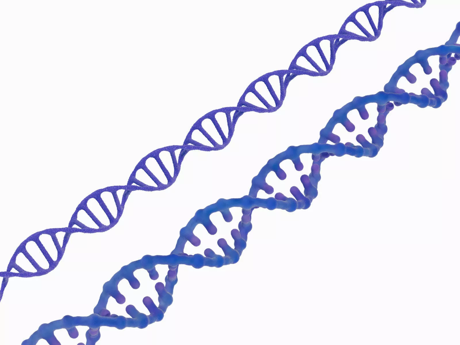 DNA double helix Low-poly 3D model