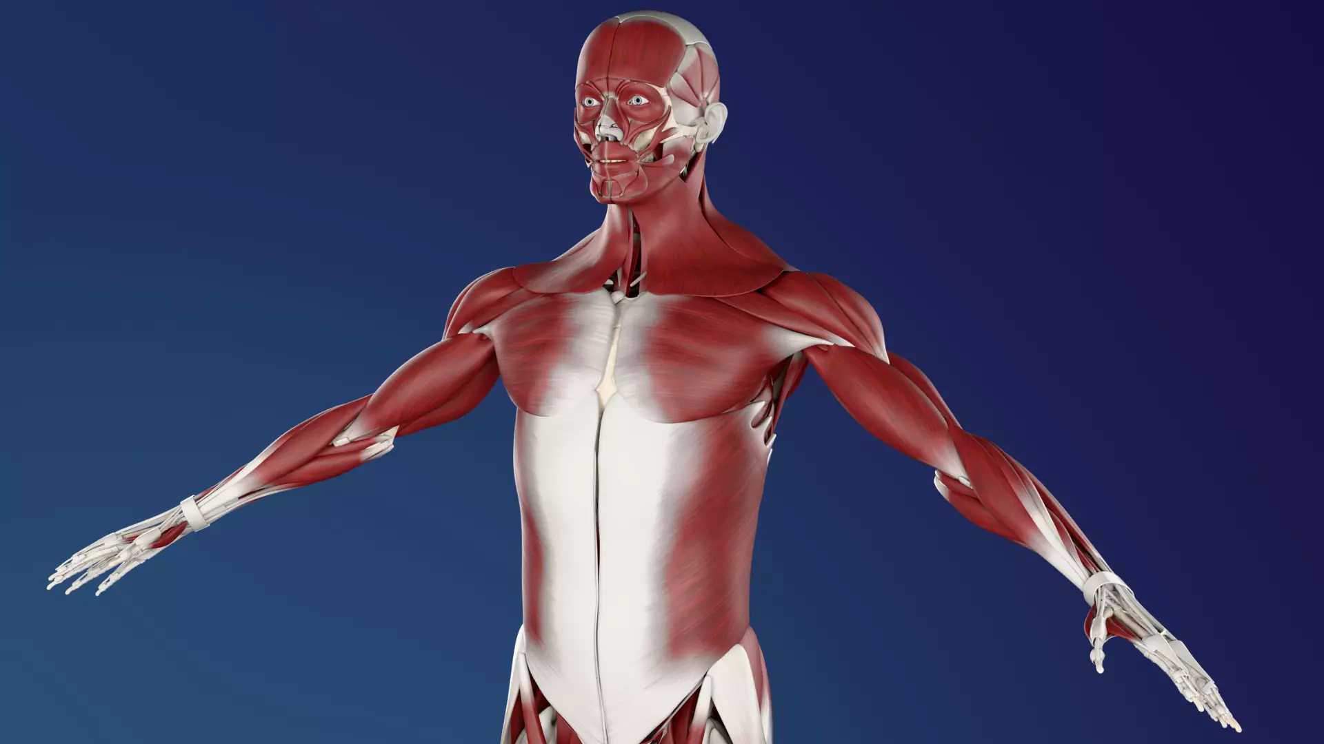 Male Anatomy Muscular and Skeletal System 3D model