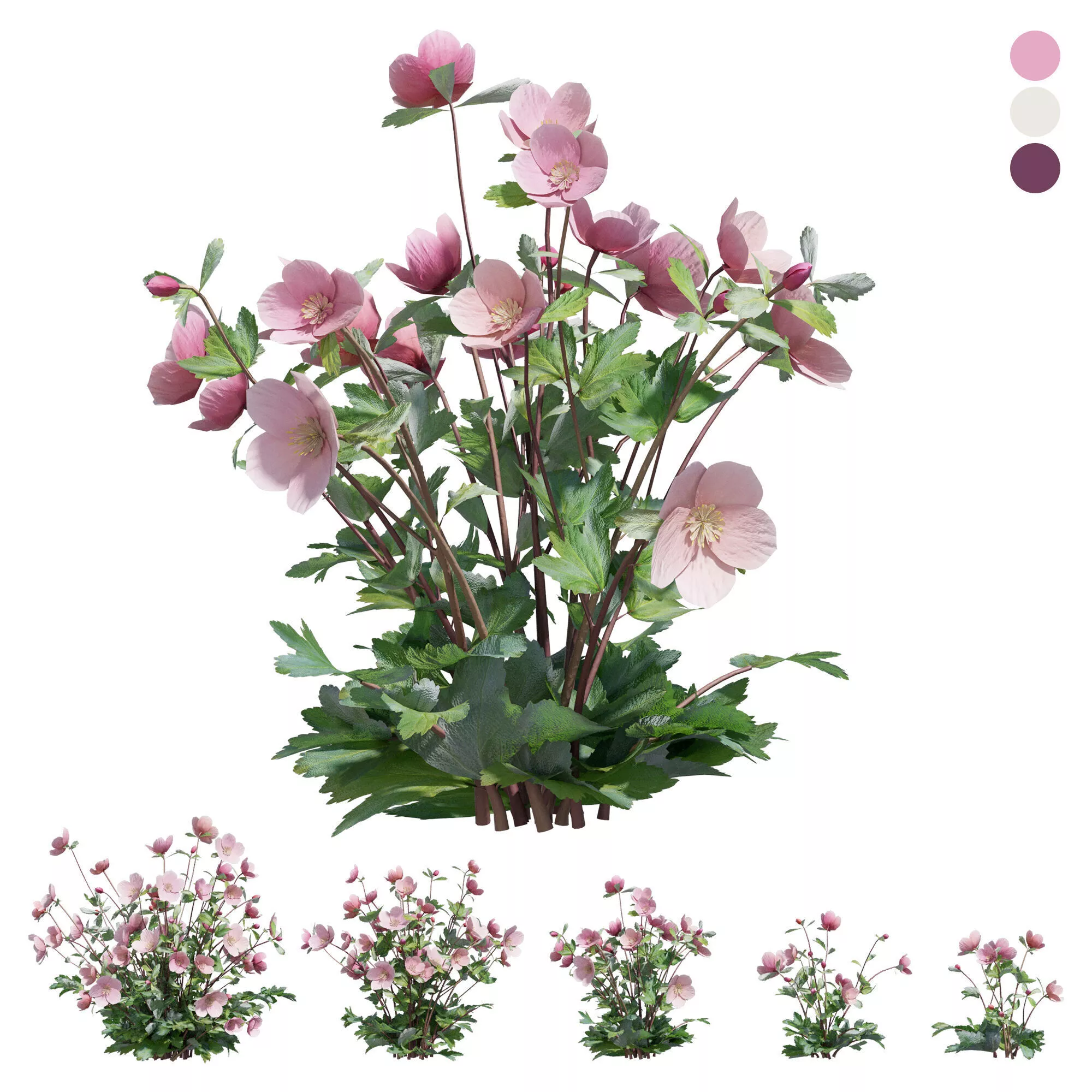 outdoor plant 011 Helleborus 3D model