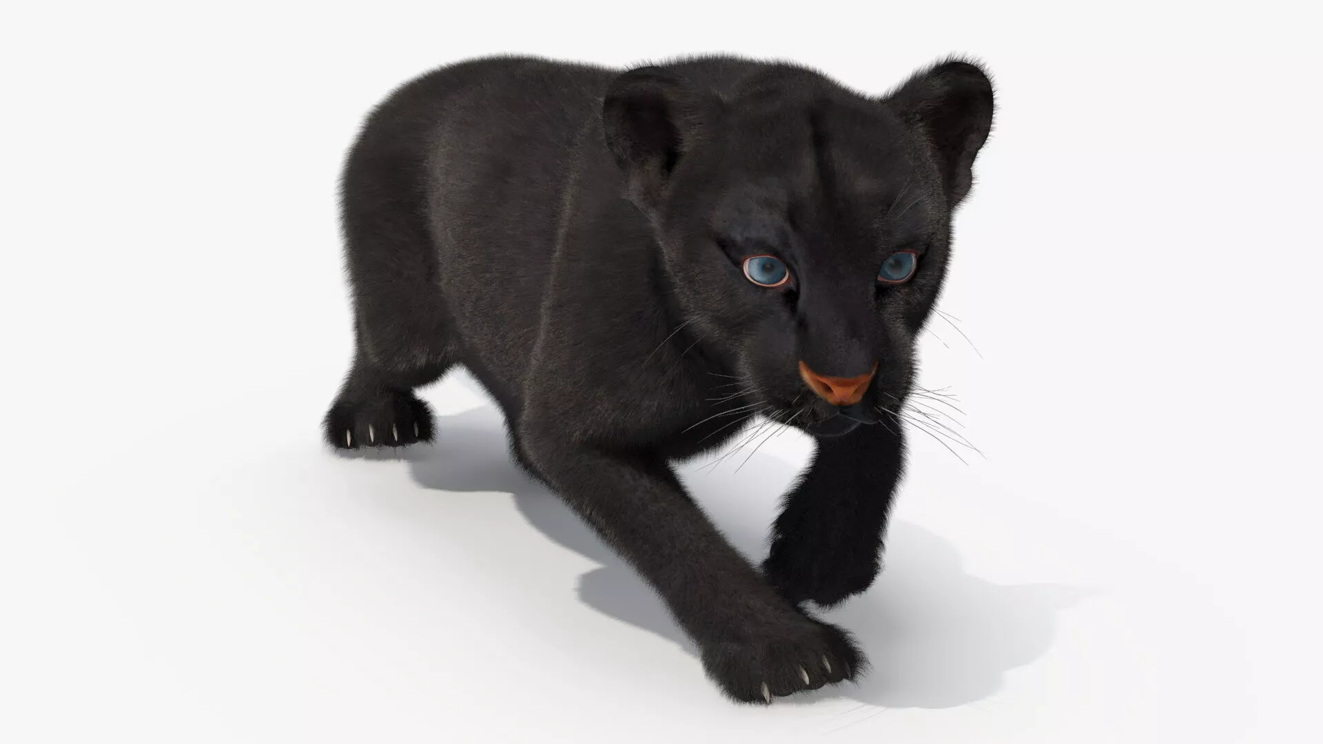 Black Panther Cub Sneaking Pose with Fur 3D model
