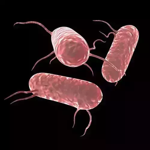 Salmonella Bacteria 3D model