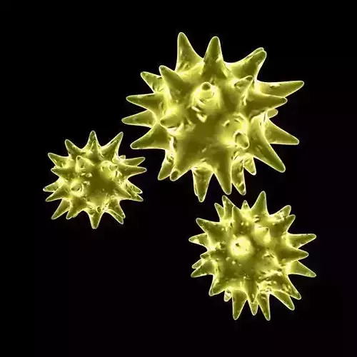 Pollen three coronaviruses 3D model