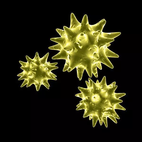 Pollen three coronaviruses 3D model_0