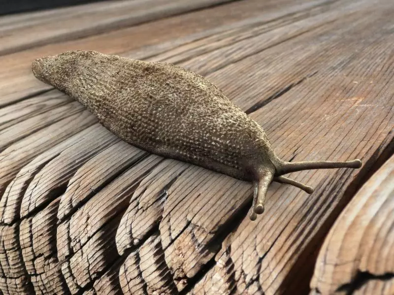 Shell-less Snail 3D model