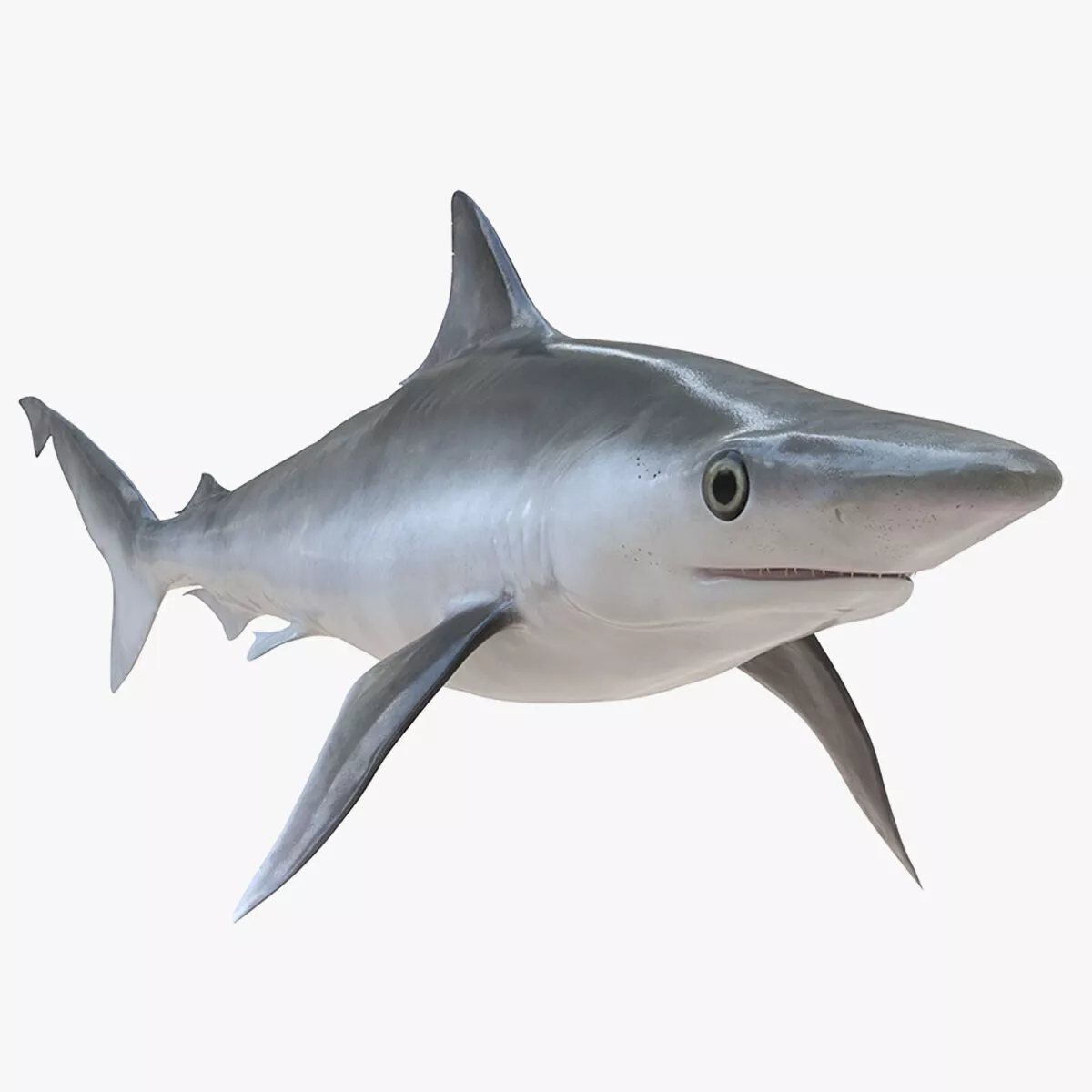 Oceanic Milk Shark Rigged 3D model