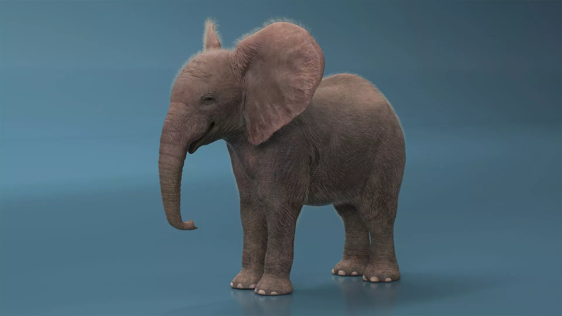 Baby Elephant Rigged Fur 3D model