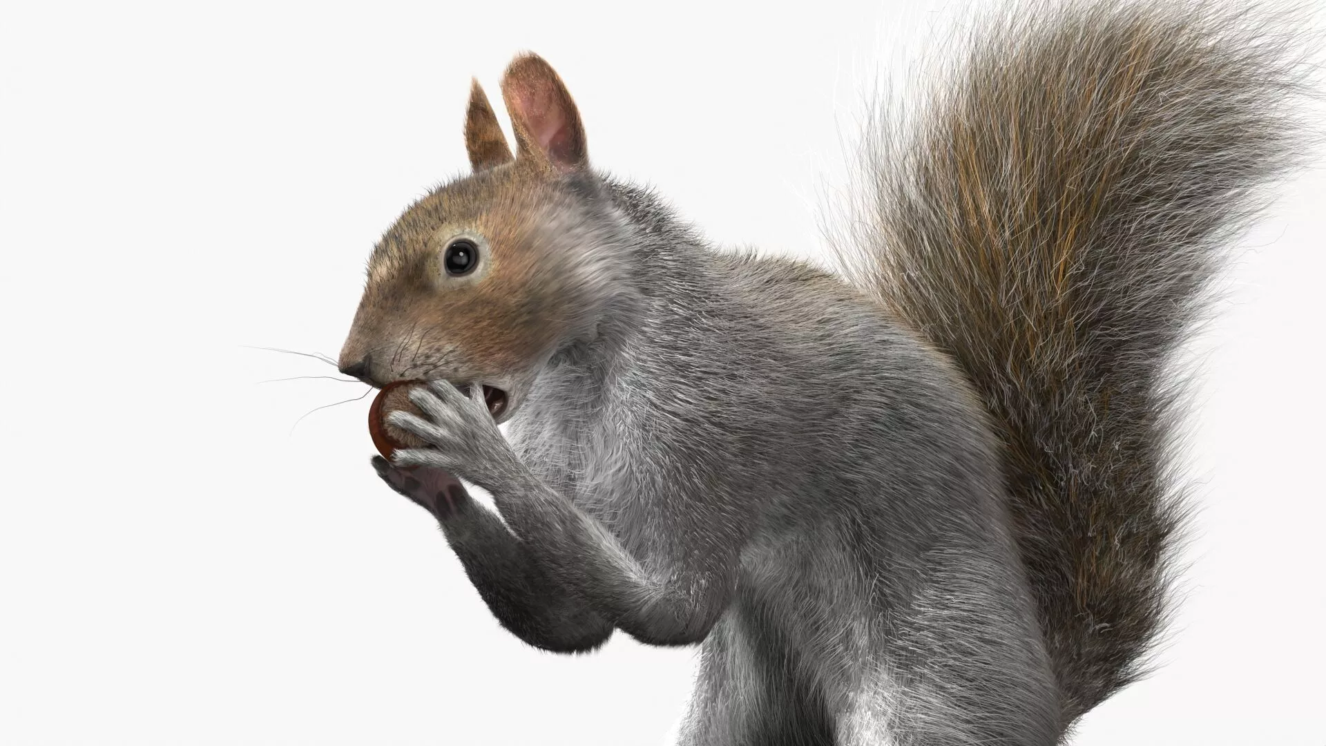 Gray Squirrel Hazelnut Fur Animated Rigged 3D model