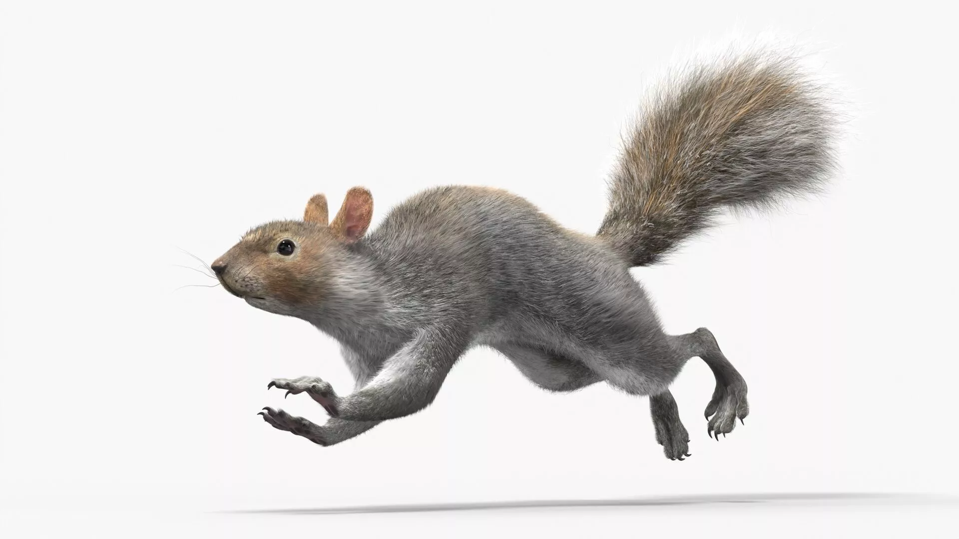 Gray Squirrel Fur Animated Rigged 3D model