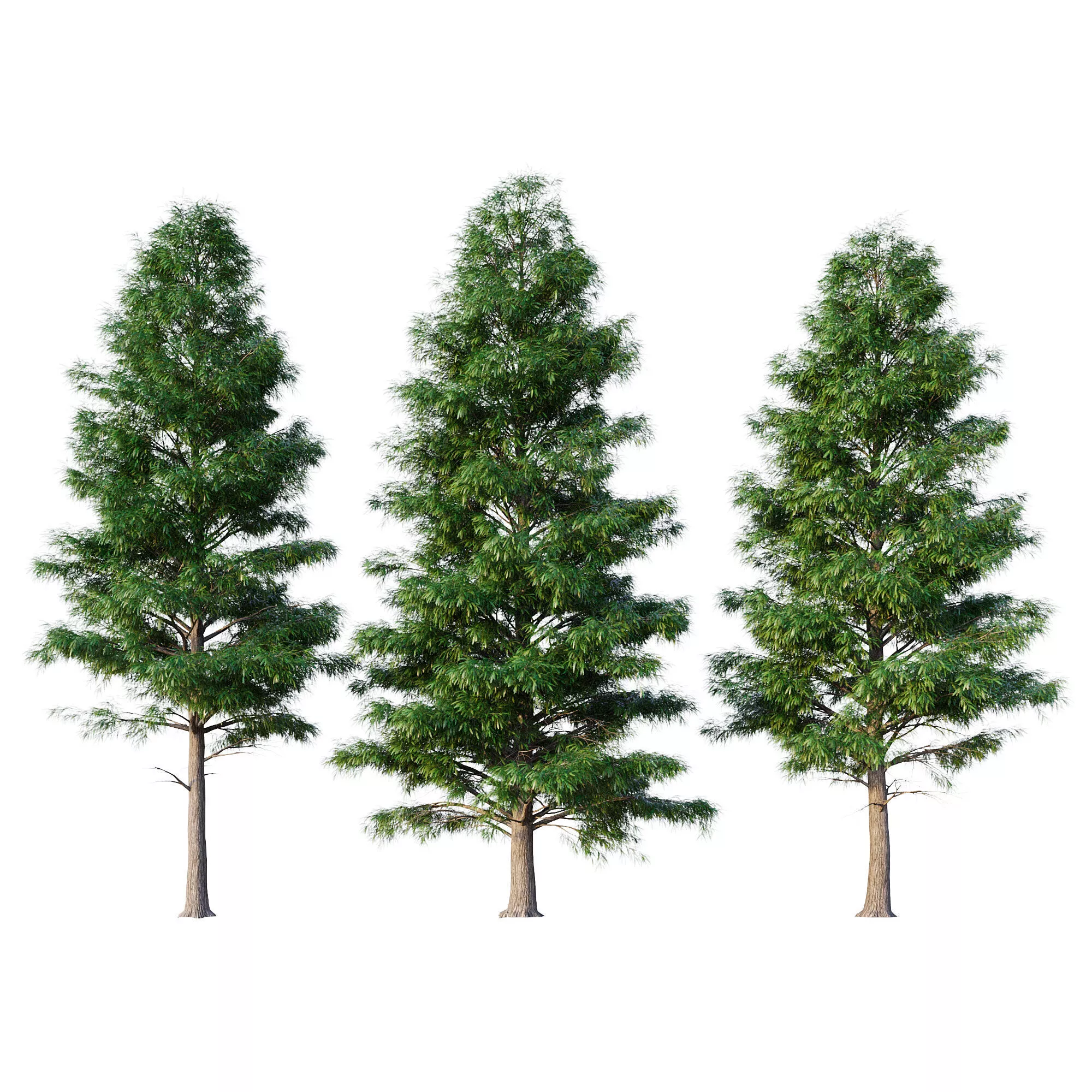 Bald Cypress 3D model