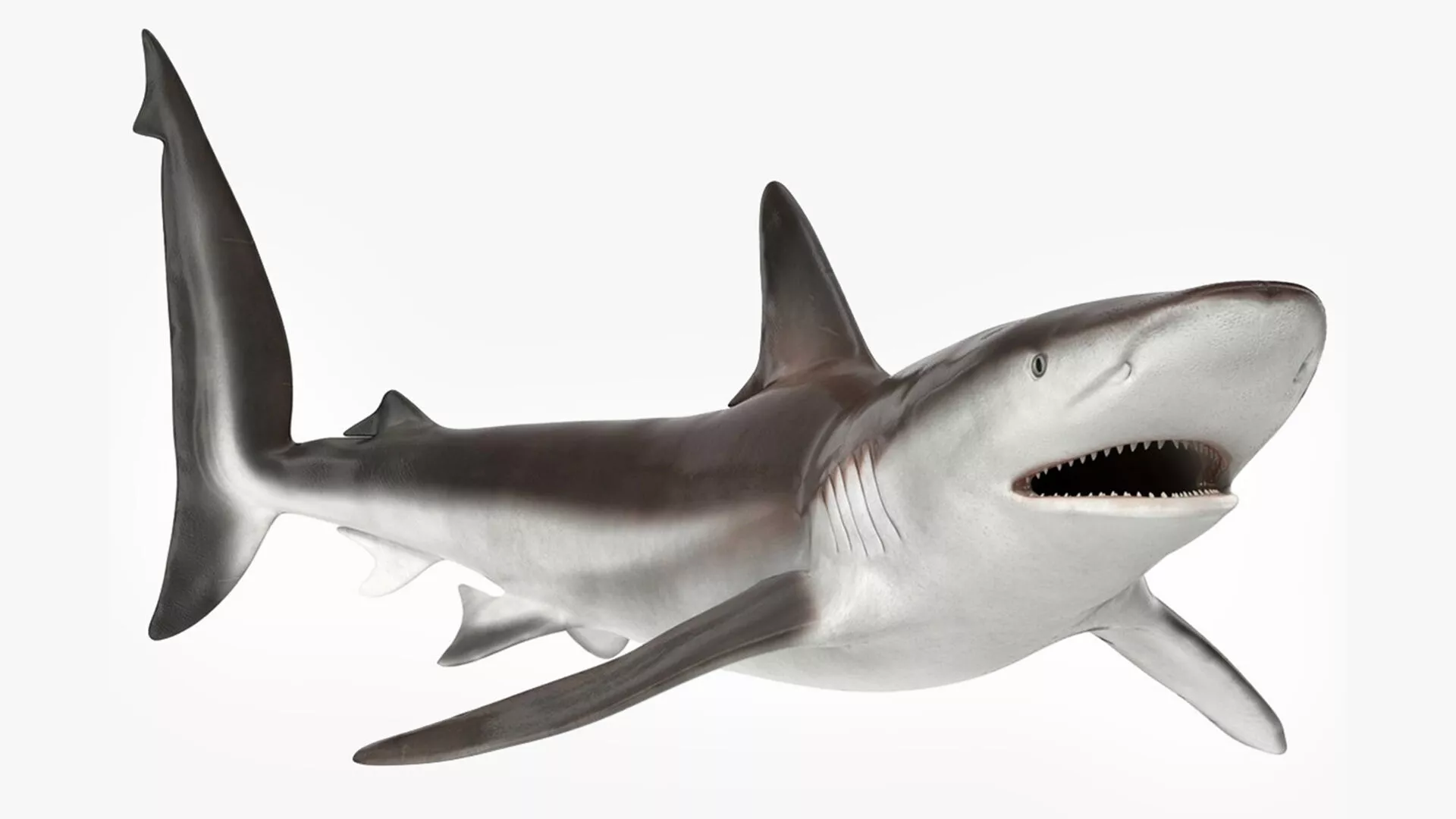 Realistic Whaler Shark Rigged 3D model
