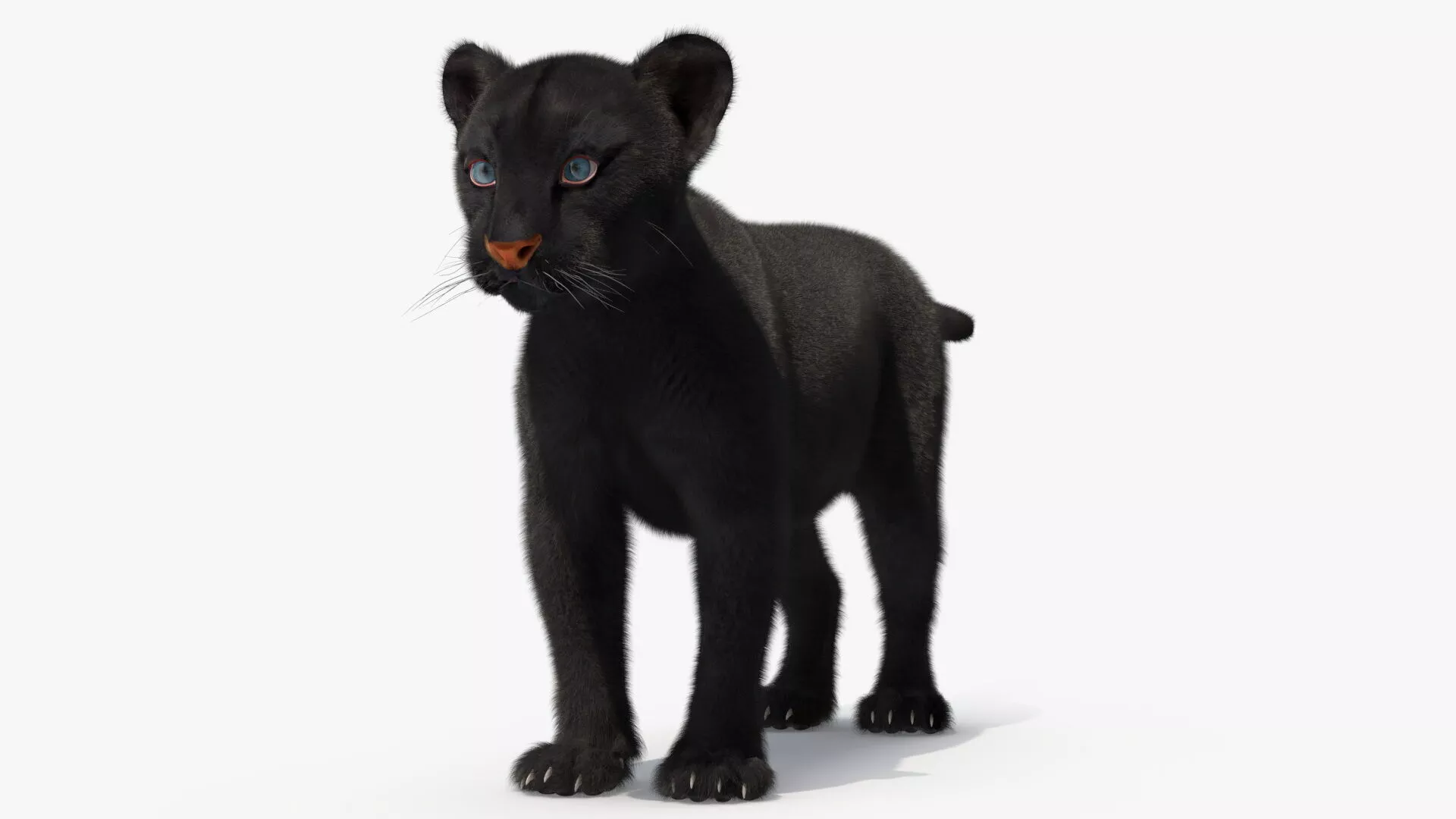 Black Panther Cub Standing Pose with Fur 3D model