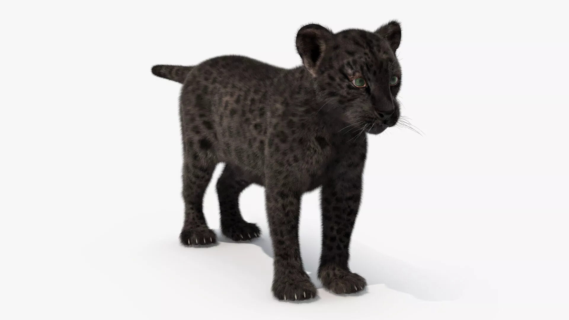 Black Leopard Cub Standing Pose with Fur 3D model