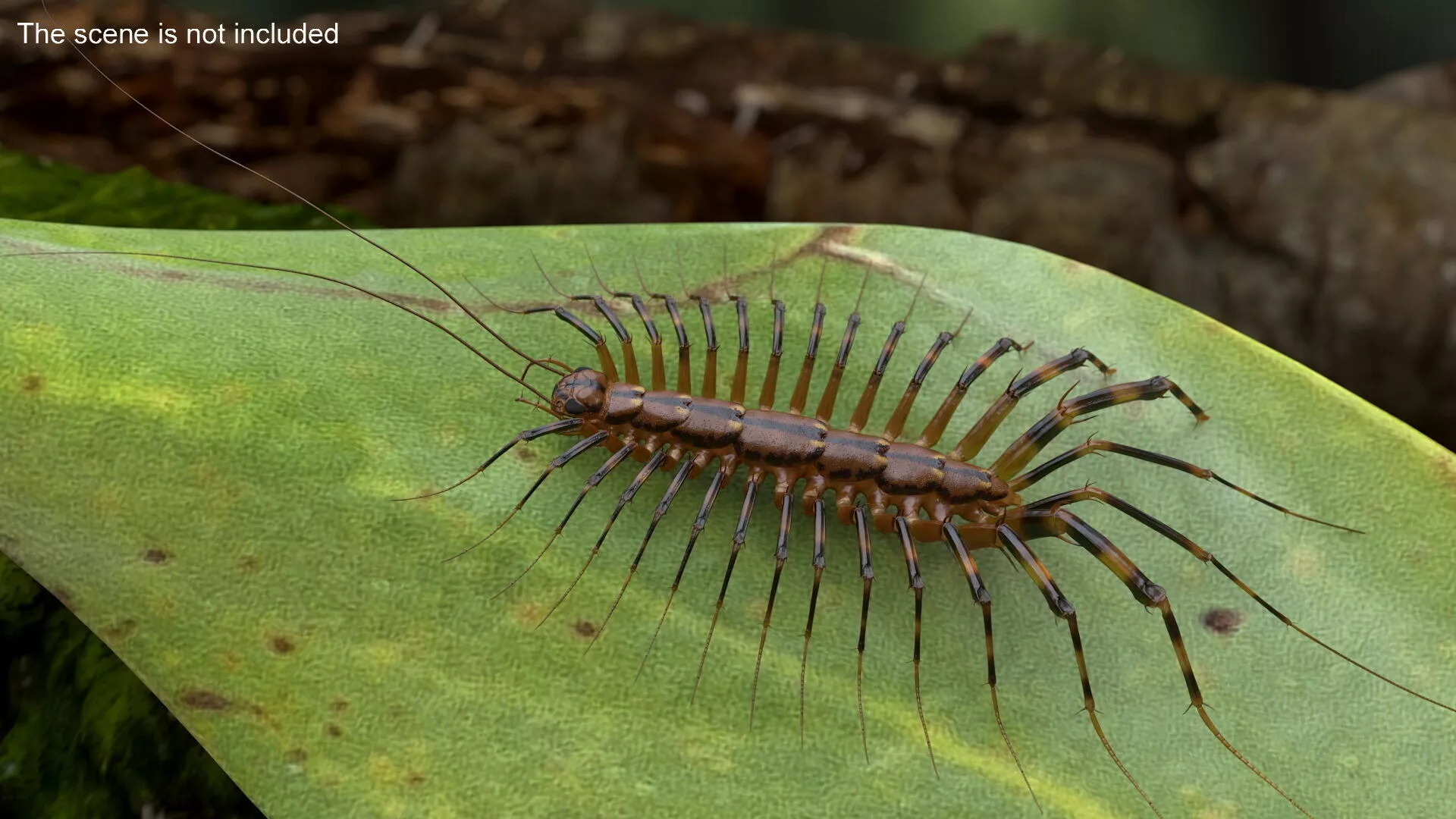 House Centipede Fur Rigged 3D model