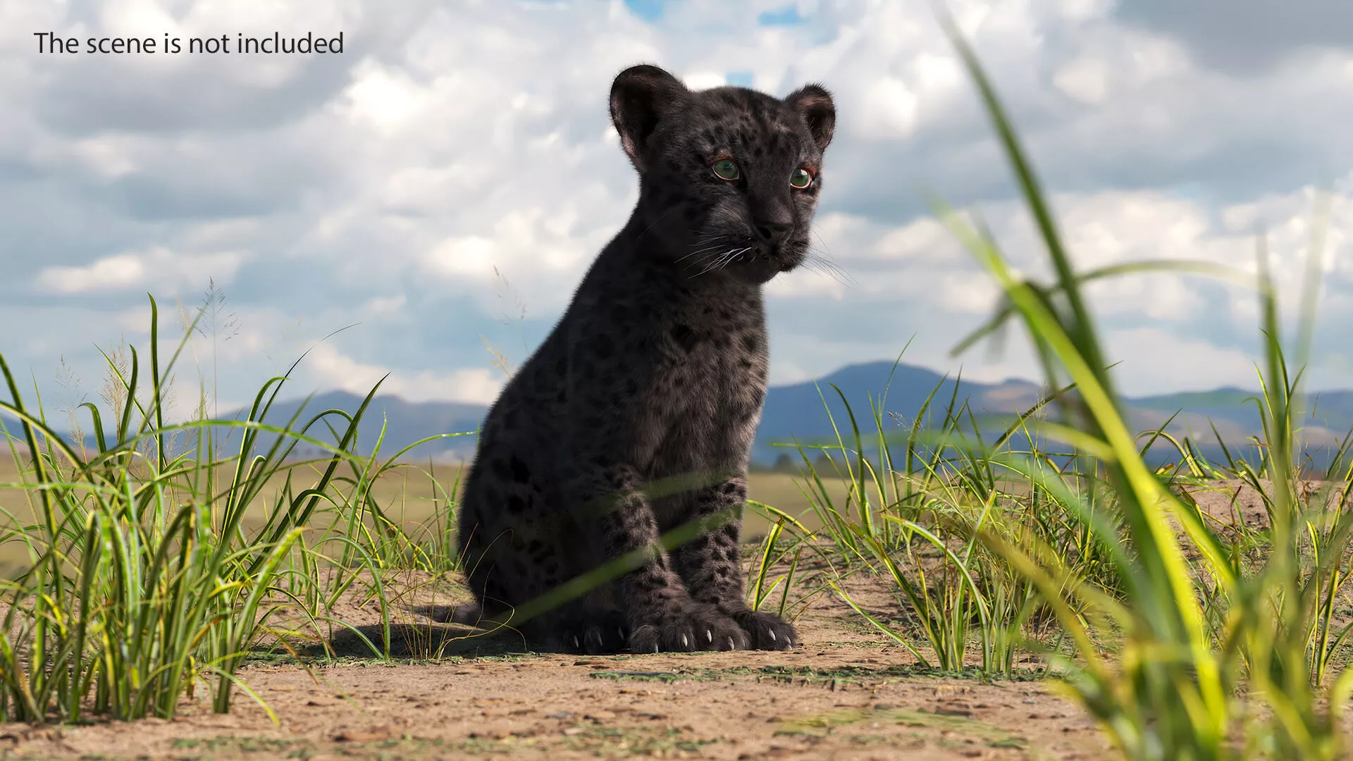 Black Leopard Cub Sitting Pose with Fur 3D model