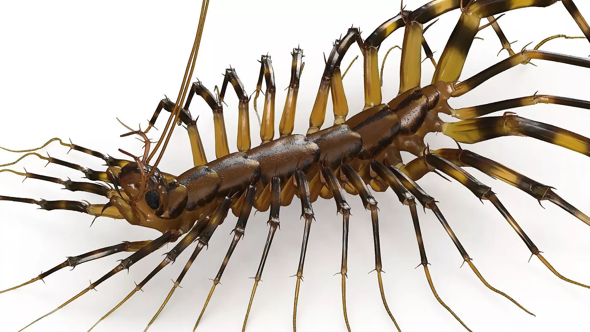 Scutigera Coleoptrata Rigged 3D model