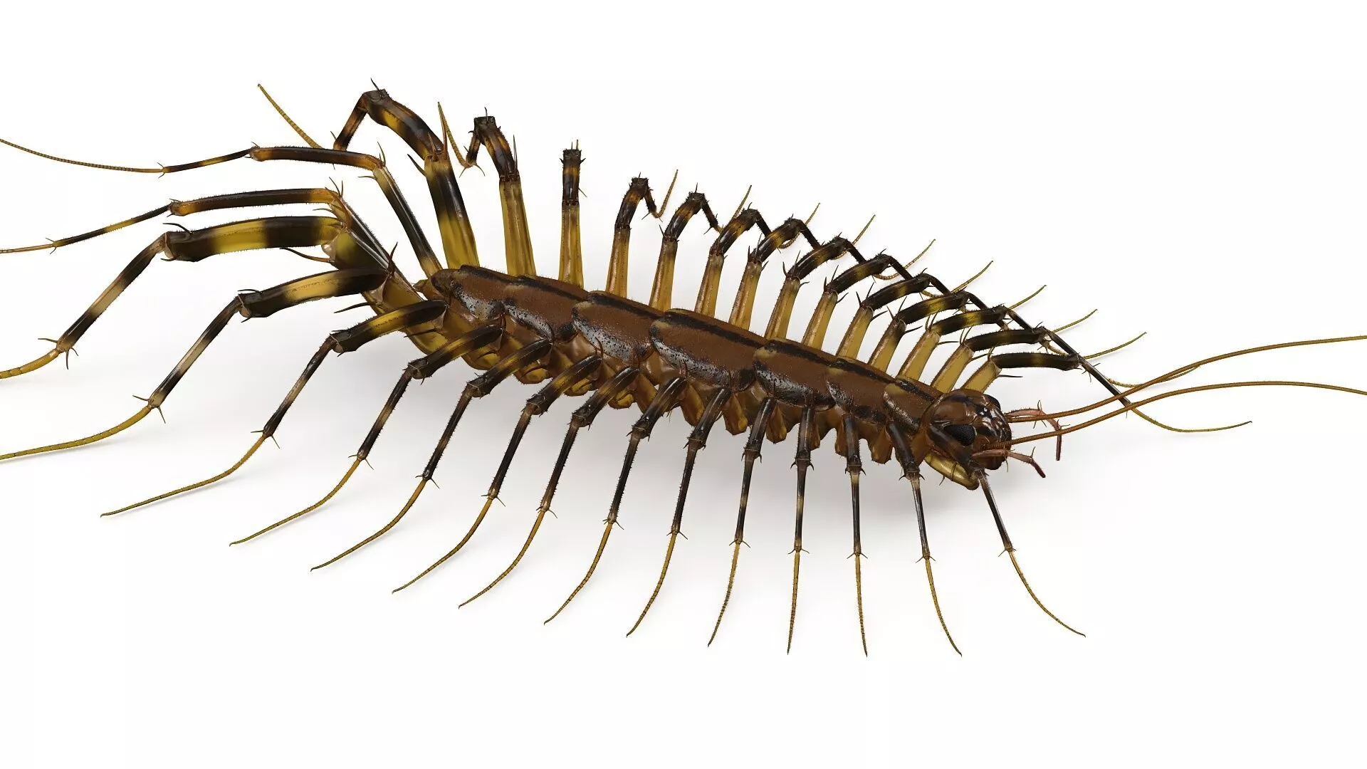 House Centipede Fur 3D model